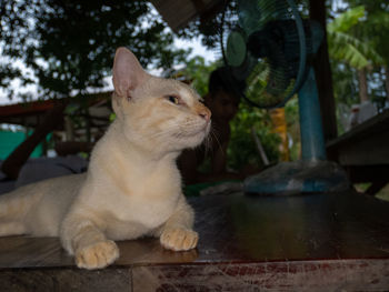 Close-up of a cat looking away