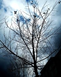 Low angle view of silhouette bare tree against sky