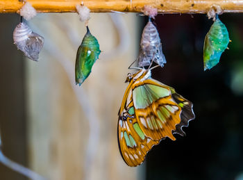 Close-up of butterfly on leaf