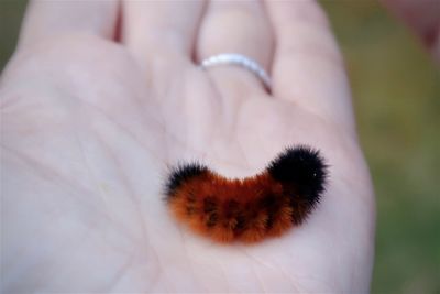 Close-up of hand holding cat