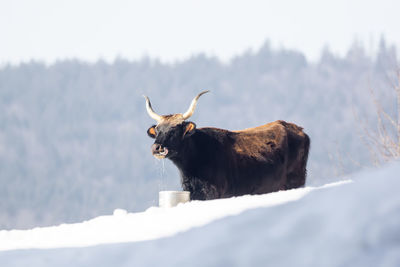 Cow standing in a field