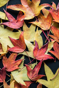 leaf