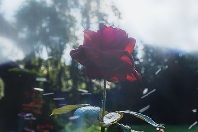 Close-up of red flower blooming against trees