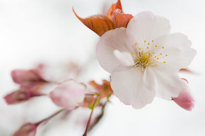 Close-up of pink cherry blossom