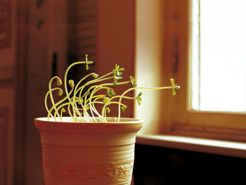 Close-up of potted plant on window sill