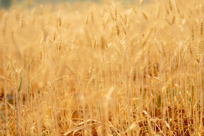 Close-up of wheat field