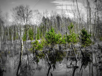 Scenic view of lake in forest