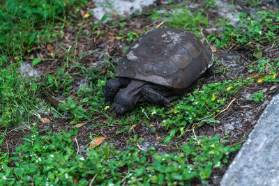 High angle view of tortoise on land