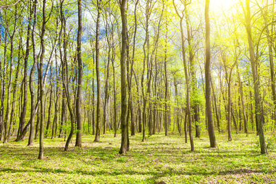 View of trees in forest