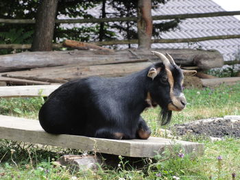 Dog relaxing on grass