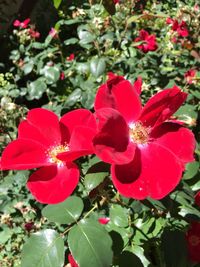 Close-up of red flowers blooming outdoors