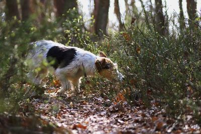 Dog running in a field