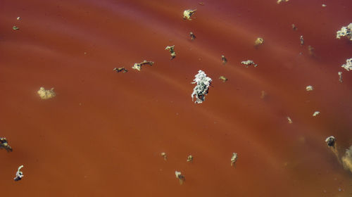 High angle view of an animal floating on water