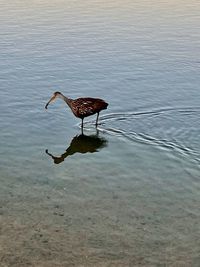 High angle view of a bird in a water