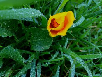 Close-up of yellow flowers