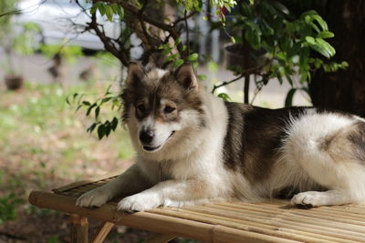 Close-up of dog