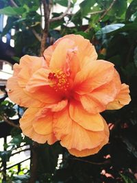 Close-up of yellow hibiscus blooming in park