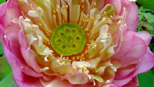 Close-up of pink flowers