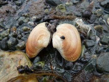 Close-up of shells