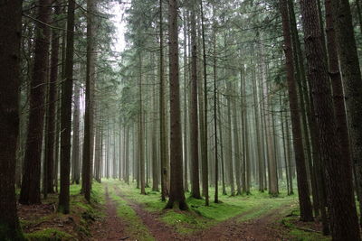 Panoramic view of pine trees in forest