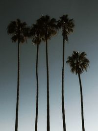 Low angle view of palm trees against sky