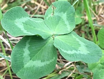 Close-up of leaves