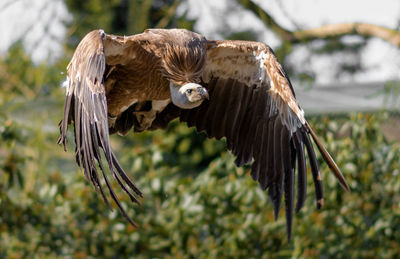 Close-up of a bird flying