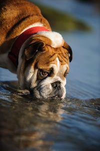 Close-up of dog in water