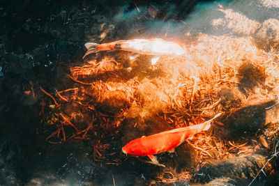 High angle view of koi carps swimming in sea