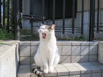 Cat yawning while sitting on seat