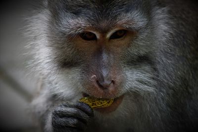 Close-up of monkey eating head