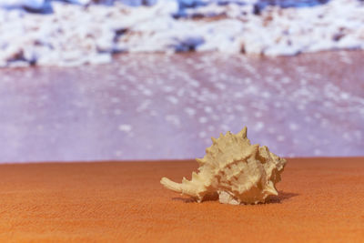 Close-up of a crab on sand