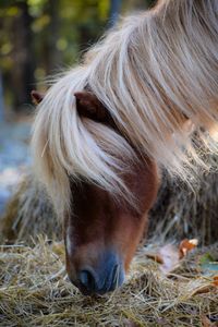 Close-up of a horse