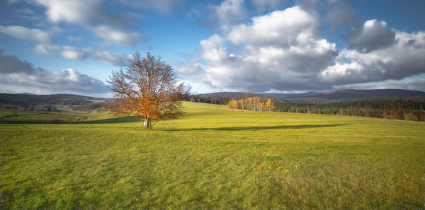 Scenic view of field against sky