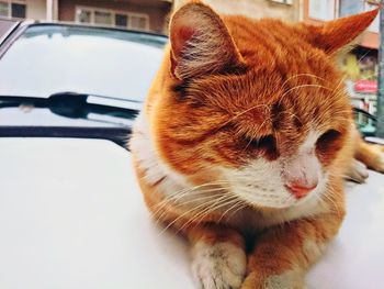 Close-up of ginger cat