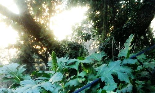 Close-up of plants in forest