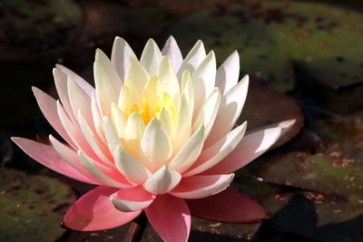 Close-up of lotus water lily in pond