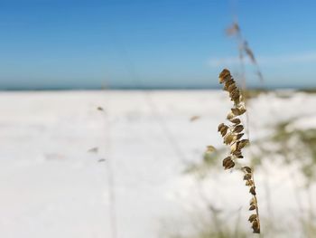 Close-up of plant against sky