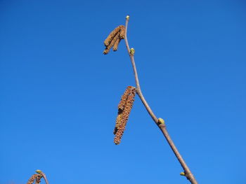 Low angle view of a plant against clear blue sky