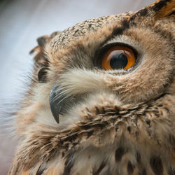 Close-up portrait of a owl