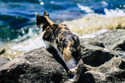 Squirrel on rock by sea