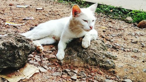 Portrait of cat