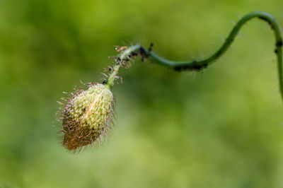 Close-up of plant