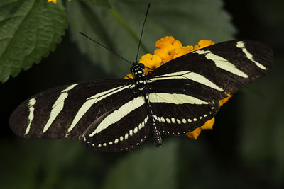Close-up of butterfly pollinating flower