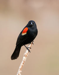 Close-up of bird perching on twig