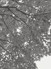 Low angle view of cherry tree against the sky