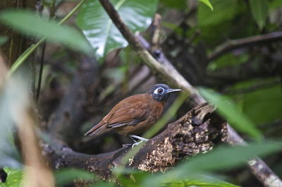 Close-up of bird perching on tree