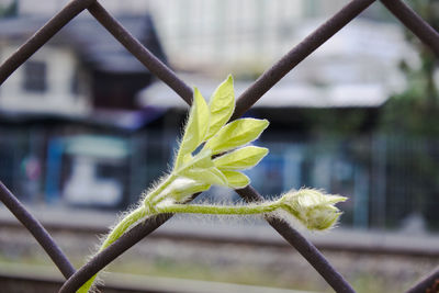 Close-up of yellow plant growing outdoors