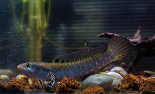 Fish swimming in pond