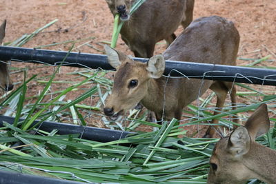 Close-up of deer